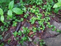 DSCF8567