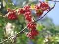 DSCF5467