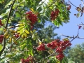 DSCF5468
