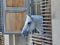 125-IMG_127551-h
