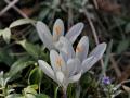 IMG_163664-h
