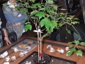 DSCF6518