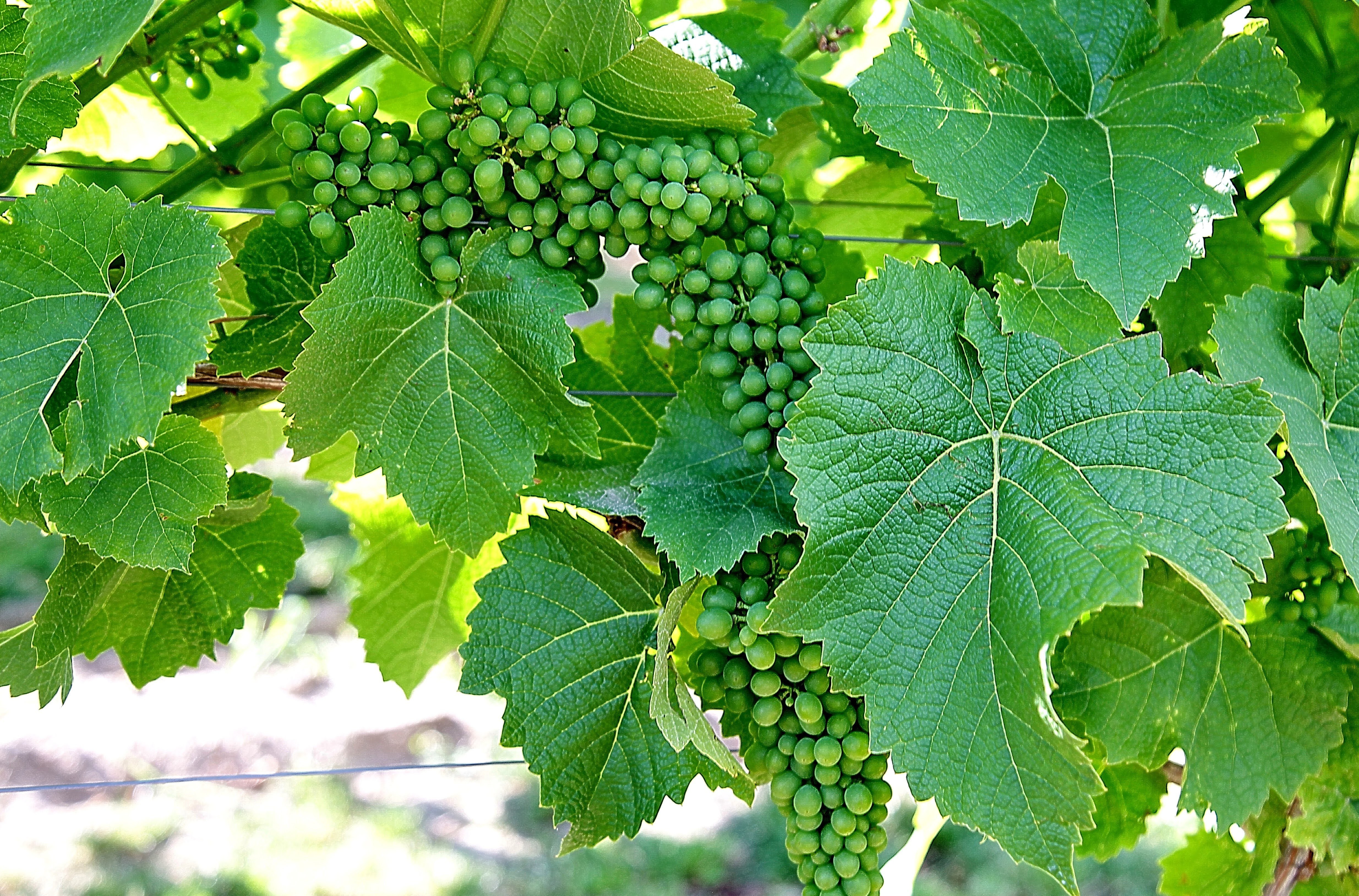 IMG_1710