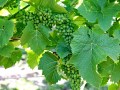 IMG_1710