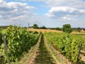 IMG_176668-h