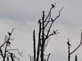 IMG_177459-hx