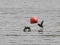 IMG_177474-hx