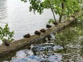 IMG_177642-hh