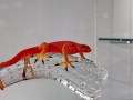 IMG_166813-hz
