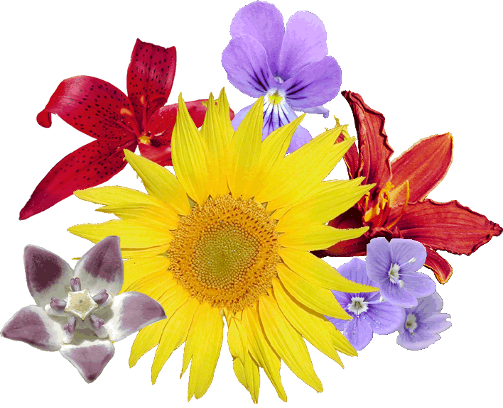 bouquet_fleurs